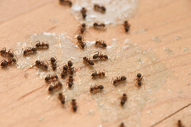 Best Wasp Removal Services  in Pelham Manor, NY